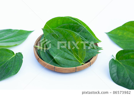Green betel leaves, Fresh piper betle on white background 86573982