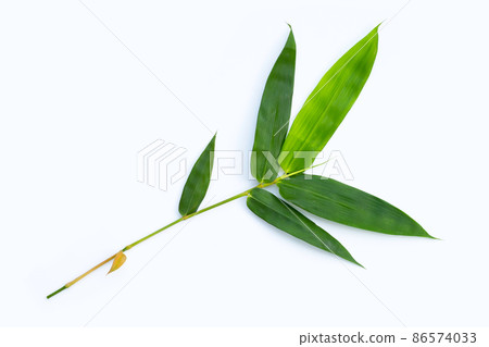 Bamboo leaves on white background. 86574033