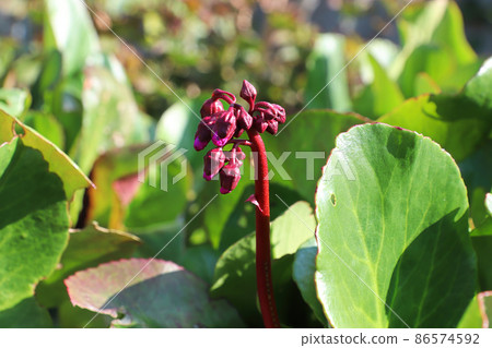Closeup view of the spike of flowers on a bergenia plant 86574592