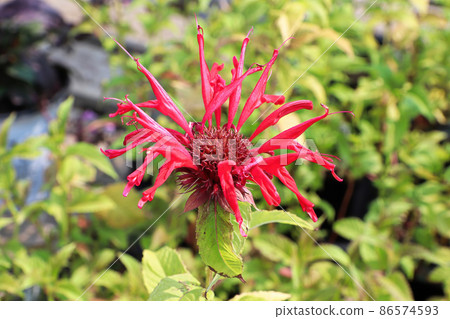 Closeup view of the red petals on a beebalm plant 86574593