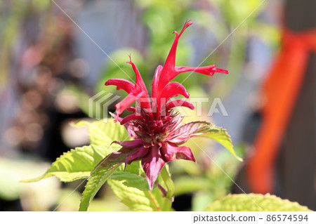 Closeup view of the red petals on a beebalm plant Closeup view of the red petals on a beebalm plant 86574594