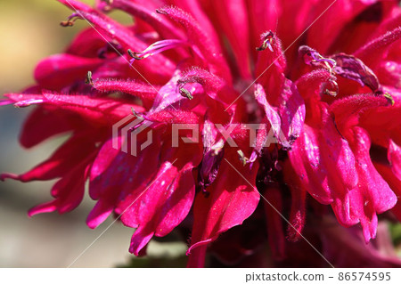 Macro view of the red petals on a beebalm plant Macro view of the red petals on a beebalm plant 86574595