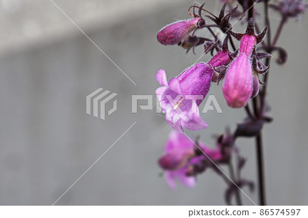 Closeup view of pink trumpet beardtongue flowers Closeup view of pink trumpet beardtongue flowers 86574597