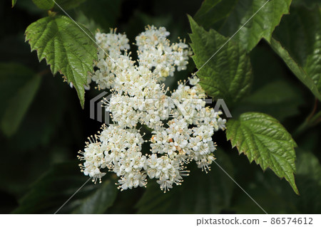 White clusters of flowers on an Autumn Jazz Viburnum 86574612