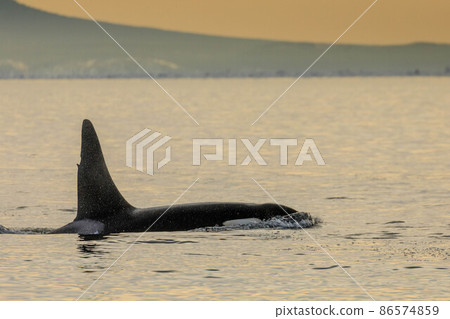 [Hokkaido] Wild orca migrating to the sea in Shiretoko (off the coast of Rausu, Hokkaido) 86574859