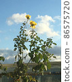花和藍天 86575720