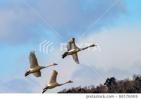 Miyagi Prefecture Izunuma A family of swans flying off the surface of a lake Miyagi Prefecture Izunuma A family of swans flying off the surface of a lake 86576069