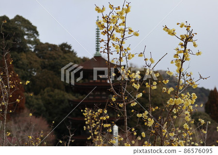Ume Kaoru Yamaguchi Rurikoji Temple Ume Kaoru Yamaguchi Rurikoji Temple 86576095