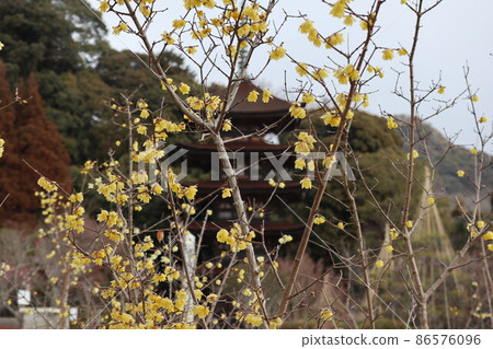 山口梅薰 琉璃光寺 山口梅薰 琉璃光寺 86576096
