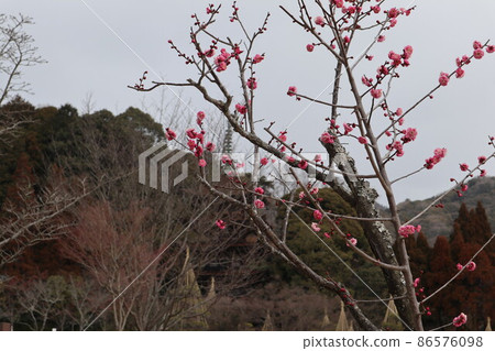 山口梅薰 琉璃光寺 86576098