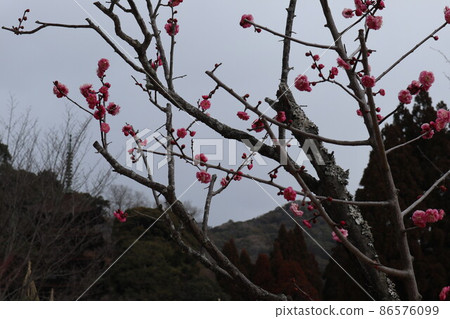 山口梅薰 琉璃光寺 山口梅薰 琉璃光寺 86576099