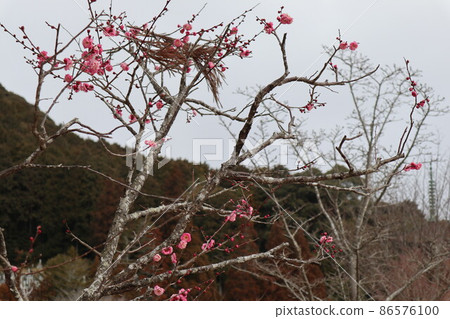 Ume Kaoru Yamaguchi Rurikoji Temple Ume Kaoru Yamaguchi Rurikoji Temple 86576100