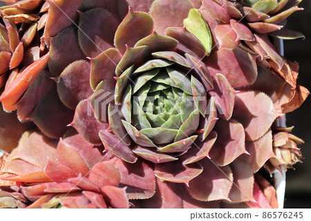 Closeup view of hens and chicks succulent plants 86576245