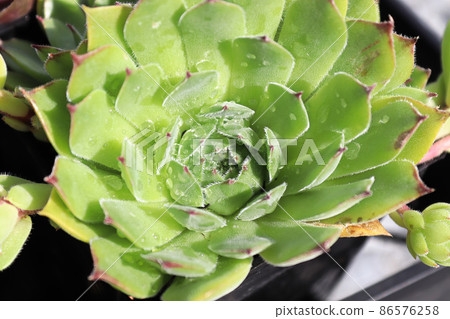 Closeup view of hens and chicks succulent plants 86576258