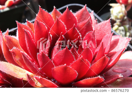 Closeup view of hens and chicks succulent plants Closeup view of hens and chicks succulent plants 86576270