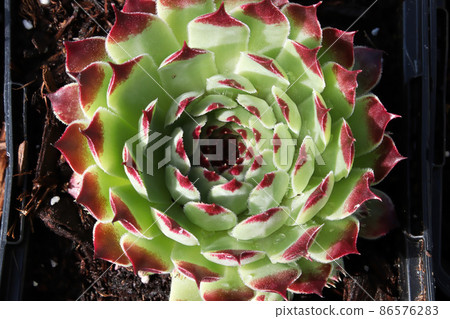 Closeup view of hens and chicks succulent plants Closeup view of hens and chicks succulent plants 86576283