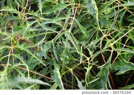 The spiny foliage on a goatsbeard plant in the spring The spiny foliage on a goatsbeard plant in the spring 86576284