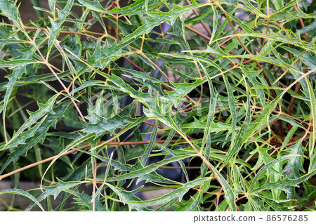 The spiny foliage on a goatsbeard plant in the spring 86576285