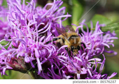 Macro of the pink petals on a gayflower during summer 86576287
