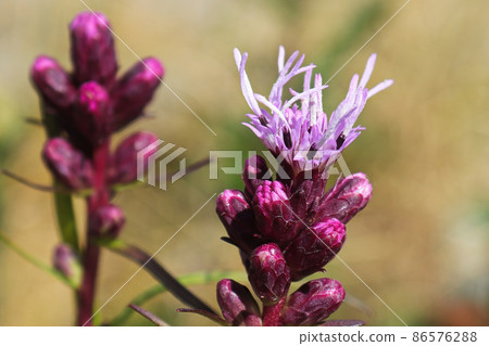 Macro of the pink petals on a gayflower during summer 86576288