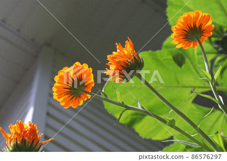 The underside of english marigolds growing in the garden. The underside of english marigolds growing in the garden. 86576297