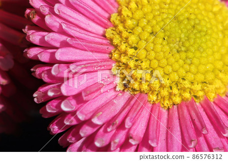 Macro of pink and yellow english daisies 86576312