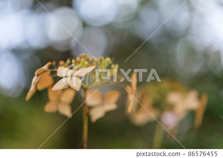 繡球花 繡球花 86576455