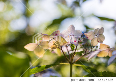 繡球花 86576786
