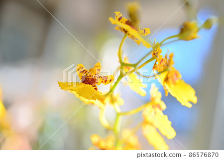 Yellow orchid flower that looks like a human 86576870