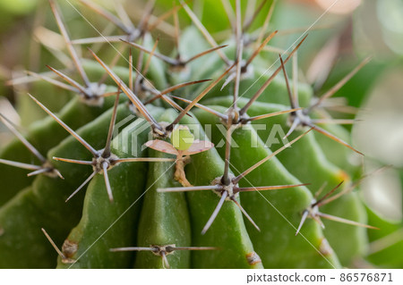 Round cactus with cute flower-like sprouts Round cactus with cute flower-like sprouts 86576871