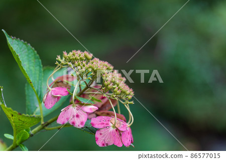 繡球花 86577015