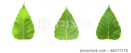 Leaf bodhi leaf Leaf bodhi leaf 86577276