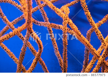 thin orange corals underwater. Underwater photography. underwater background 86577973