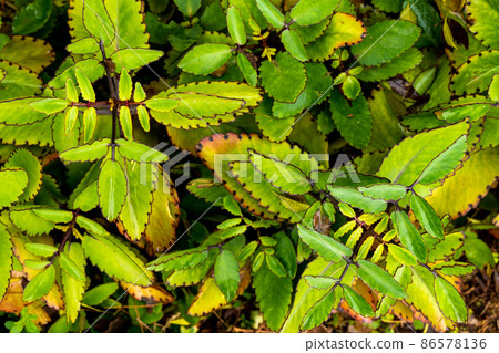 Densely grown Kalanchoe leaves 86578136