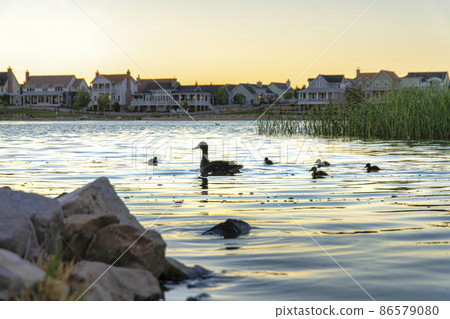 Silhoutte of a wild mother duck with ducklings on the Oquirrh Lake at Daybreak, Utah 86579080