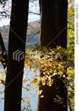 I went to Nagano Prefecture Autumn Salt Road Walking. There was a wonderful lake. (Around Lake Nakatsuna in Shinshu Omachi) 86579511