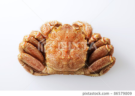 北海道馬毛蟹放在白色背景上 86579809