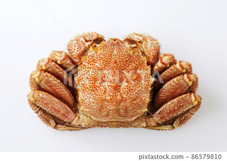 北海道馬毛蟹放在白色背景上 86579810