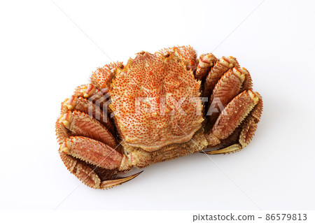 北海道馬毛蟹放在白色背景上 86579813