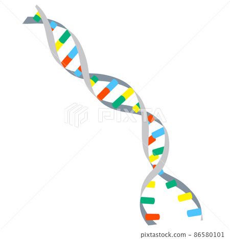 DNA的雙螺旋結構被分離的圖像插圖(白色背景、矢量、剪輯) DNA的雙螺旋結構被分離的圖像插圖(白色背景、矢量、剪輯) 86580101