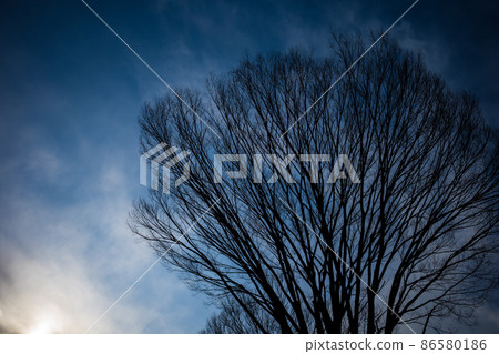 櫸樹枯枝 冬季寒冷午後天空中的高飽和度 86580186