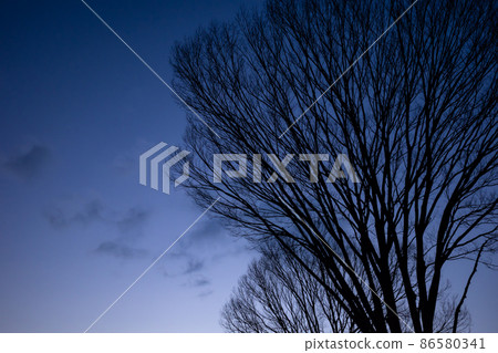 Zelkova dead branch Magic hour winter sky 86580341