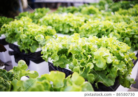 Hydroponic organic vegetables salad garden cultivation at home garden Hydroponic organic vegetables salad garden cultivation at home garden 86580730