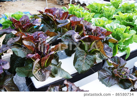 Hydroponic organic vegetables salad garden cultivation at home garden 86580734