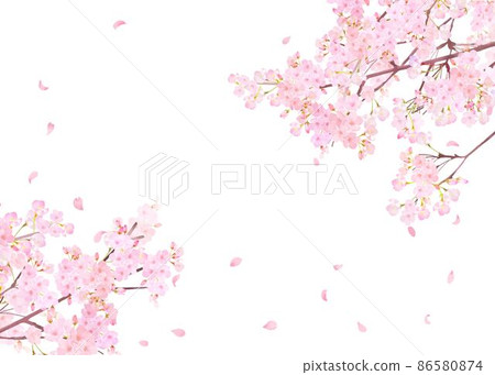 美麗絢麗的櫻花盛開，花瓣散落在春天的白色背景框矢量素材插畫 86580874