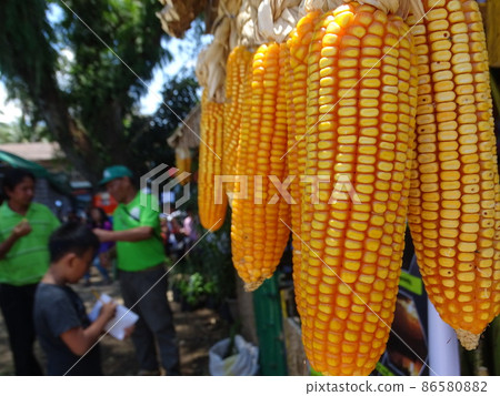 Gotad Festival in Ragaue Town, Ifugao Province,... - Stock Photo ...