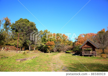 Late autumn park colored trees 86580919
