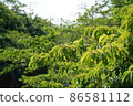 Fresh green of Shakujii River 86581112