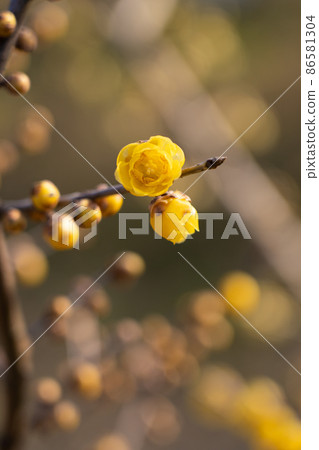 Japanese allspice flowers blooming in winter Japanese allspice flowers blooming in winter 86581304