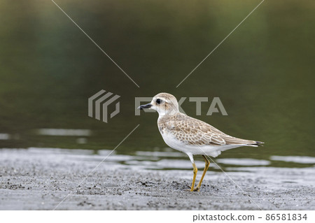 Young medididori young bird 86581834